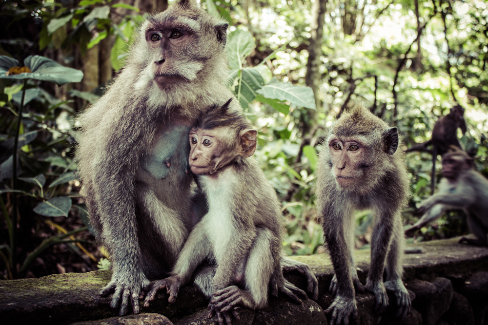 The Sacred Monkey Forest Sanctuary 